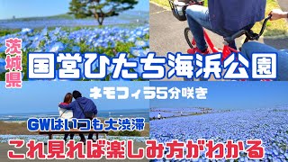 4K【茨城県】 国営ひたち海浜公園　ひたち海浜公園楽しむにはこれがおすすめ　ネモフィラ５分咲き　GWは毎年大渋滞　おすすめスポット #茨城観光#ひたち海浜公園#japan