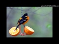 Miniature de la vidéo de la chanson Baltimore Oriole