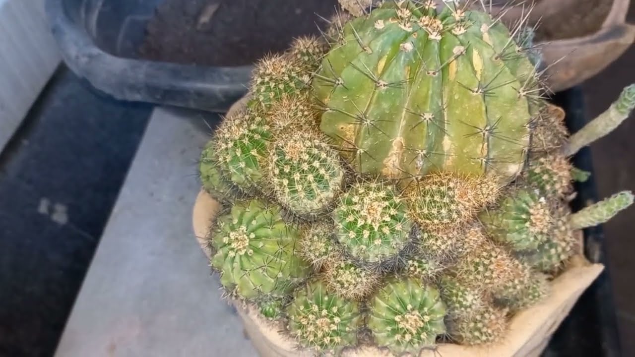 Recuperando colônia de cactos 🌵 