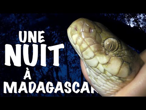 teaser: Une nuit à madagascar INSECTOPODE