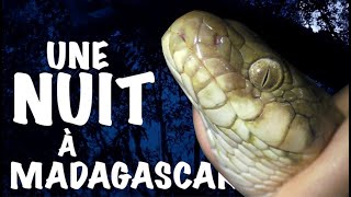 Teaser Une Nuit À Madagascar Insectopode