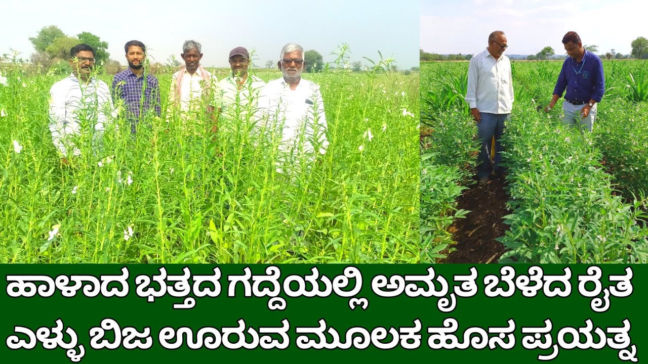 ಹಾಳಾದ ಭತ್ತದ ಗದ್ದೆಯಲ್ಲಿ ಅಮೃತ ಬೆಳೆದ ರೈತ | ಎಳ್ಳು ಬೀಜ ಊರುವ ಮೂಲಕ ಹೊಸ ಪ್ರಯತ್ನ | sesame cultivation kannada