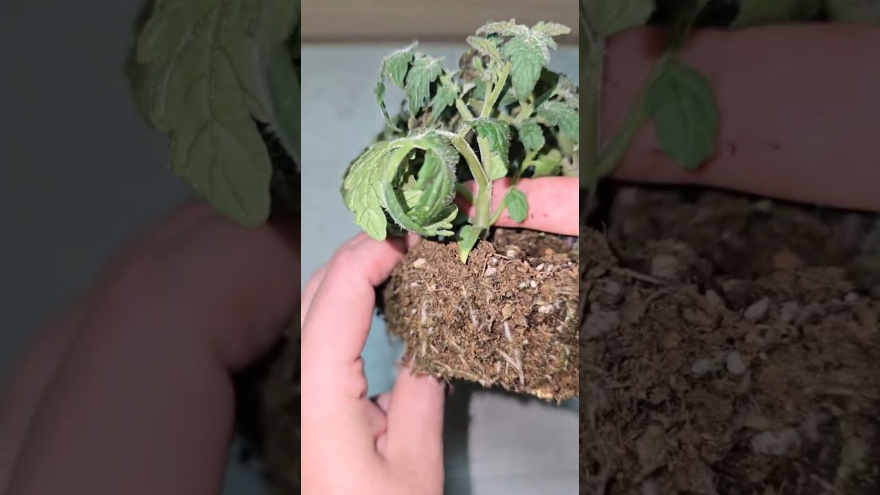 Бабушка научила выращивать крепкую жирную здоровую расс… — Transcript