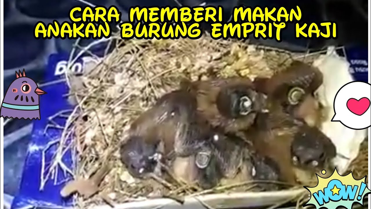 CARA MEMBERI MAKAN ANAKAN BURUNG EMPRIT KAJI 