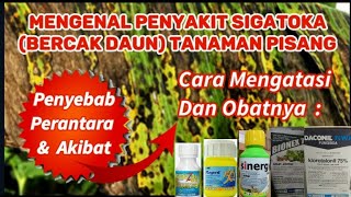 Cara Dan Obat Mengatasi Penyakit Bercak Daun (sigatoka) Pada Tanaman Pisang