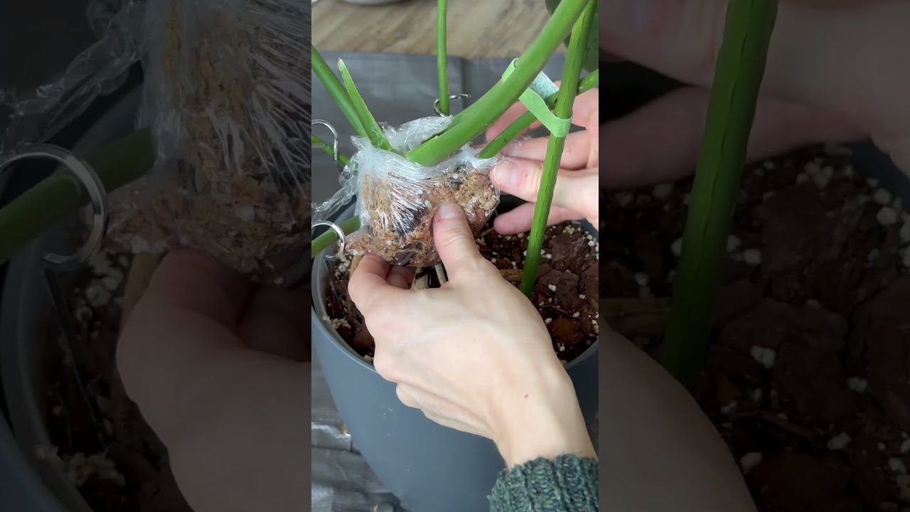 Luftwurzel-Support 🌱 #pflanzen #urbanjungle #anthurium