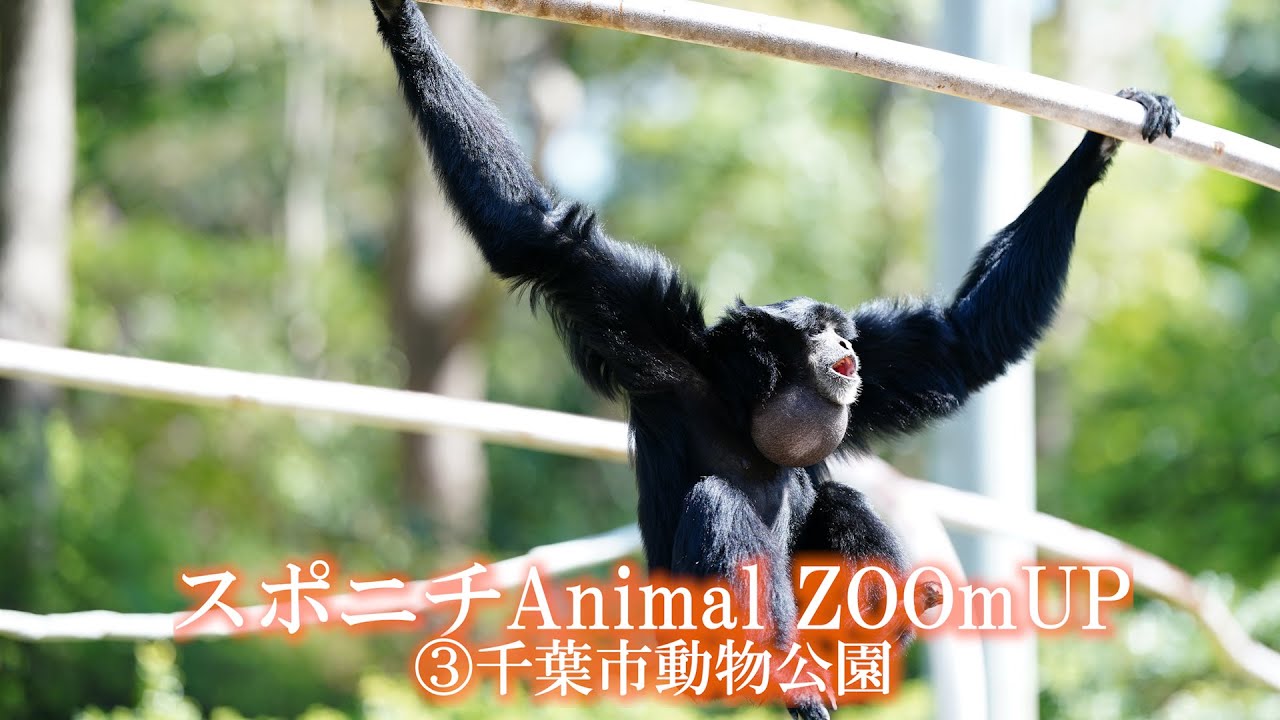カピバラはもぐもぐ フクロテナガザルはてくてく スポニチanimalzoomup 千葉市動物公園 Youtube