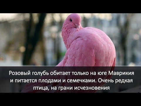 РОЗОВЫЙ ГОЛУБЬ (Pink Рigeon)