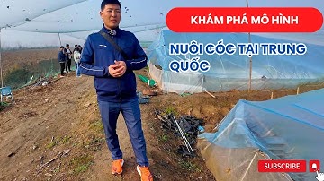 Thăm Quan Trang Trại Nuôi Cóc Công Nghệ Cao Ở Trung Quốc | Vũ đức Thiện