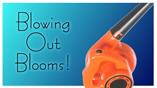 Blowing Out Blooms - Rain & Pours - #7