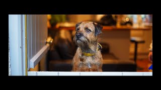 Ned's Holiday in Sedbergh  Border Terrier 4K Cinematic Sony A7C  Lake District, Cumbria