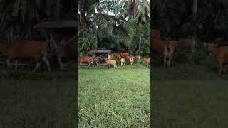 RATUSAN SAPI BALI ||PULANG KEKANDANG,,|| ANGON SAPI