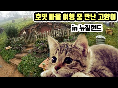호빗 마을 여행 중 만난 고양이의 특이한 놀이 _ 세계여행 뉴질랜드 [12]