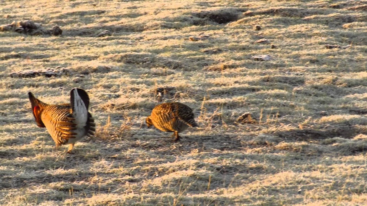 Greater Prairie Chickens displaying in Wray, Colorado YouTube