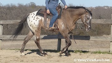 Rambo - walk, jog, lope, stops! - ValleyViewRanch.net