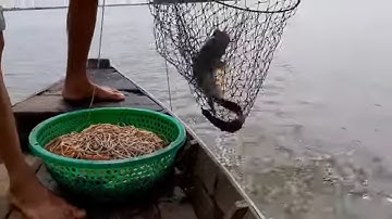 Sư Phụ Của Đạt Tái Xuất giăng Câu Bằng Mồi Ốc Săn Cá Ngát Khủng # SĂN BẮT ĐỒNG THÁP #