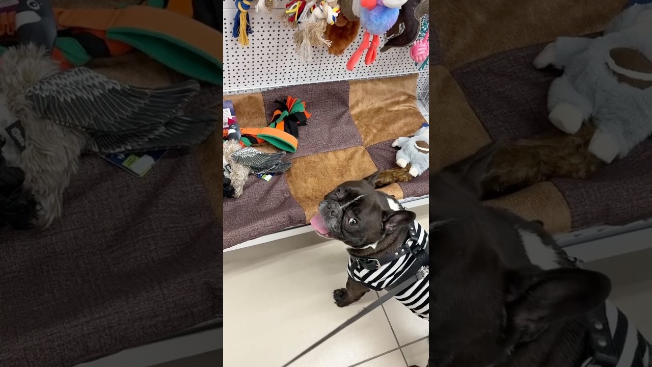 Бароша выбирает себе подарок от подписчиц😃🎁