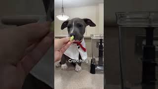 The Sounds Of A Pit Bull Puppy