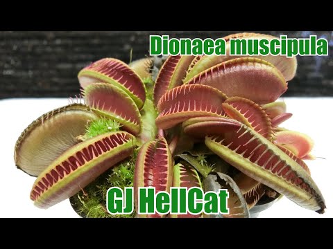GJ Hellcat ハエトリソウ食虫植物 hqdefault.jpg