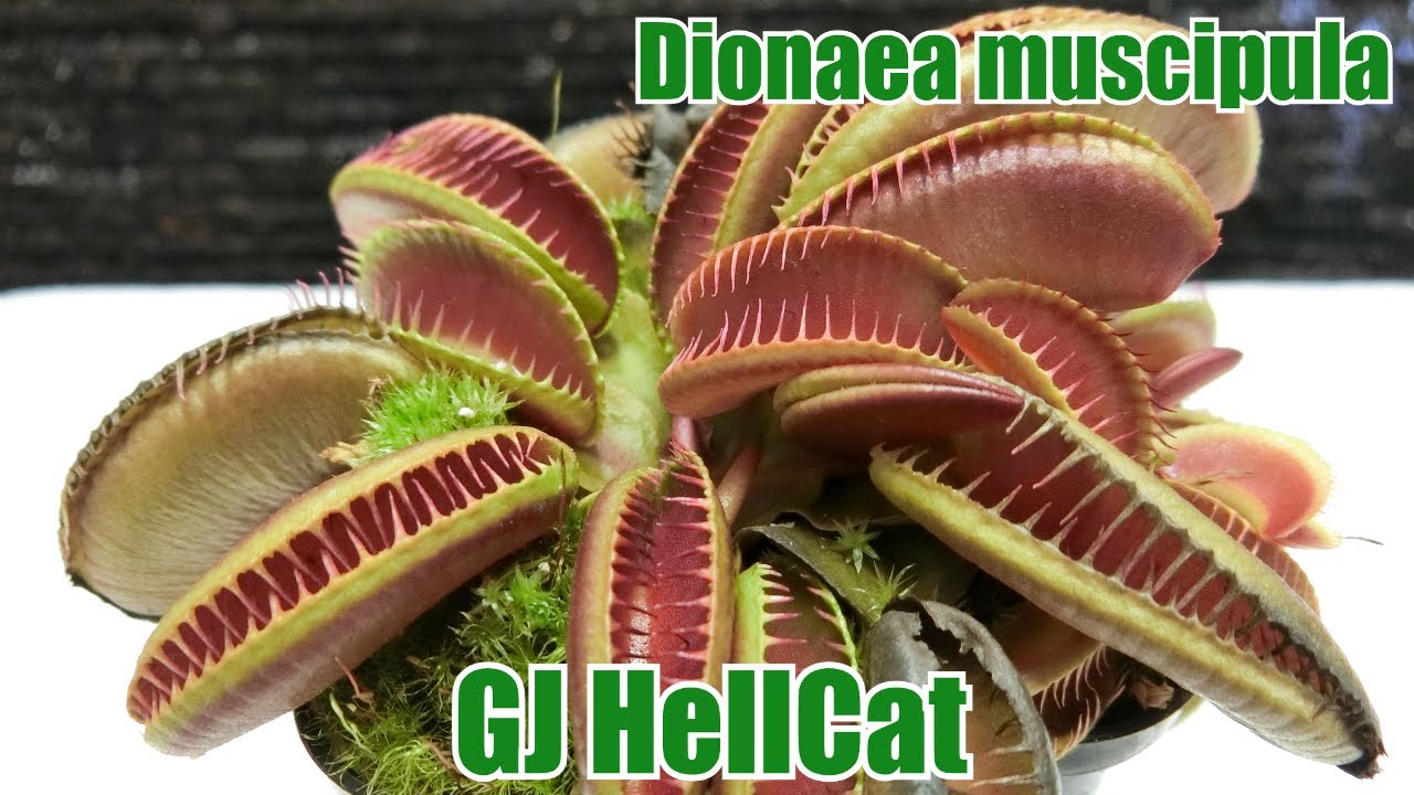 Dionaea muscipula GJ Hellcat 食虫植物 ハエトリソウ ヘルキャット