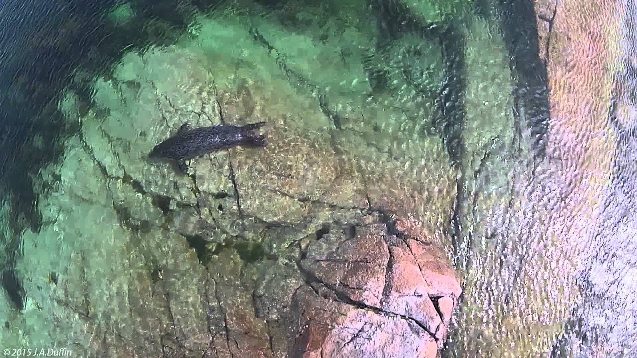 Grey Seals Fighting off the Galway Coast