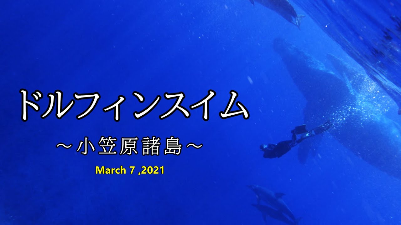 天使と神様 光降る海中 21年3月7日のドルフィンスイム 小笠原諸島 Youtube