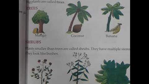 Ecps class 1EVS chapter 10 Plants I see part 1 revision