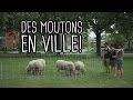 AVOIR DES MOUTONS EN VILLE