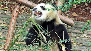 ► Chine - Des Pandas Qui Dévorent Des Bambous (Chengdu)