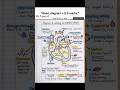Human heart diagram ♥️. One of the most repeated Biology questions in class 9-10 exams.✔️ Blood flow