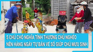 5 chú chó nghĩa tình thương chủ nghèo nên hàng ngày tự bán vé số giúp chủ mưu sinh