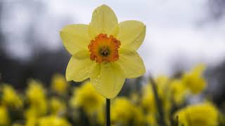 Daffodil screenshot 2