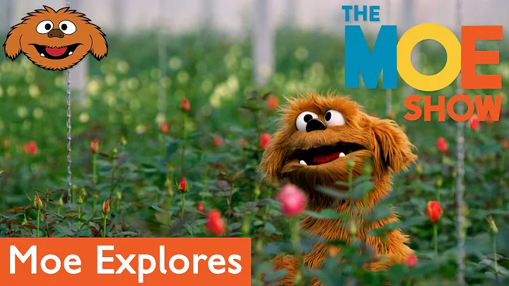 The Moe Show: Moe Explores - Florist
