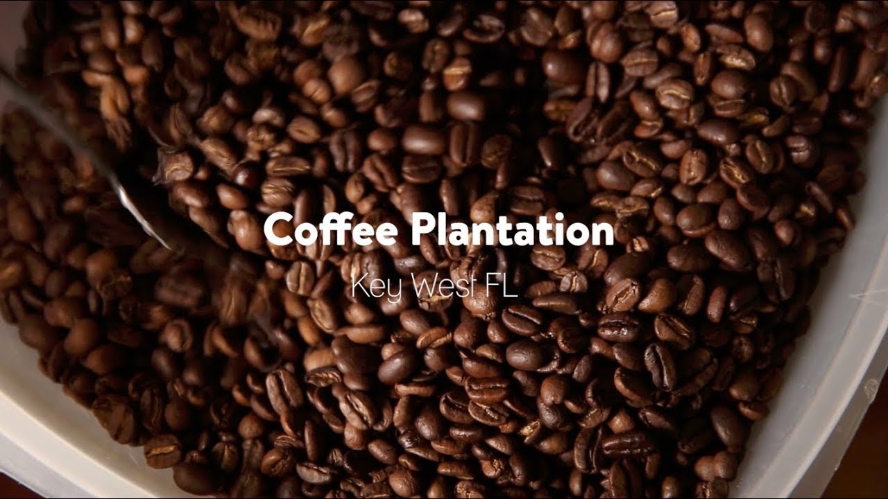 Plantación de café Cayo Hueso