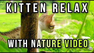 cute kittens relax with nature and calm music | dhavu's cats video 31 screenshot 3