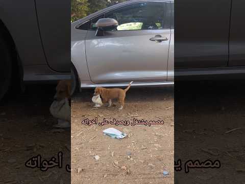 جرو صغير شغال وبيصرف على أخواته    جرو جراوي كلب كلب بلدي