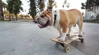 SKATEBOARDING BULLDOG  [stair ride attempts by Tyson photographed by Jeff Linett]