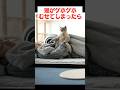 猫がむせてしまった時の対処法