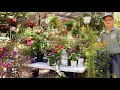 Hummingbird Gardens: Plants, Perches & Feeders with Pam Ireland from Decker's Nursery