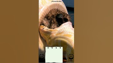 Feeding Marvels: Burmese Pythons