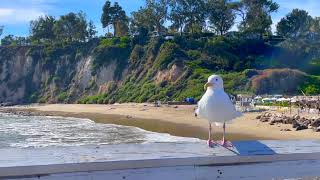 Seagulls at Paradise Cove in LA