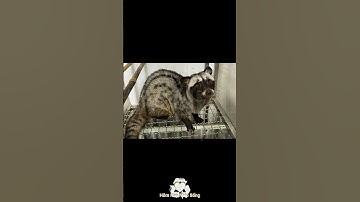 Cà Mau: Cô gái được bố mẹ cho 100 con chồn hương giá cả tỷ làm của hồi môn