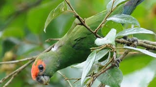Cuiú-Cuiú - Pionopsitta Pileata - Red-Capped Parrot