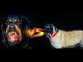 MASTIFF INGLÊS VS ROTTWEILER SOLTO