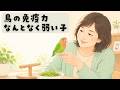 【鳥の免疫力】「なんとなく弱い子」の理由と免疫を高める暮らし（EP.197）