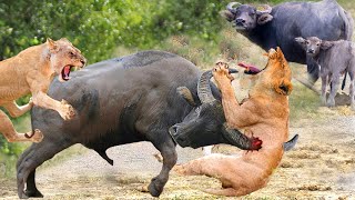 Black Death! Strong Buffalo Fight Madly And Kill Lion To Save Teammate - Lion Vs Buffalo