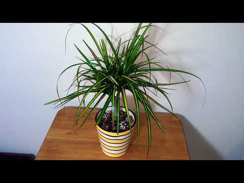 Video: Dracaena: Hvordan Man Plejer Derhjemme