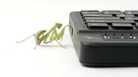 Mantis Q40: A new species of refreshable Braille displays