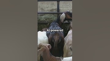 Smart Goat Farming: AI-Powered Feed Revolution! #sustainablefarming #goatfarming