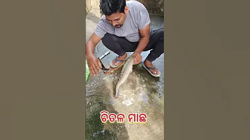 ଚ ତଳ ମ ଛ Machili Sortvideo Odia 2025 